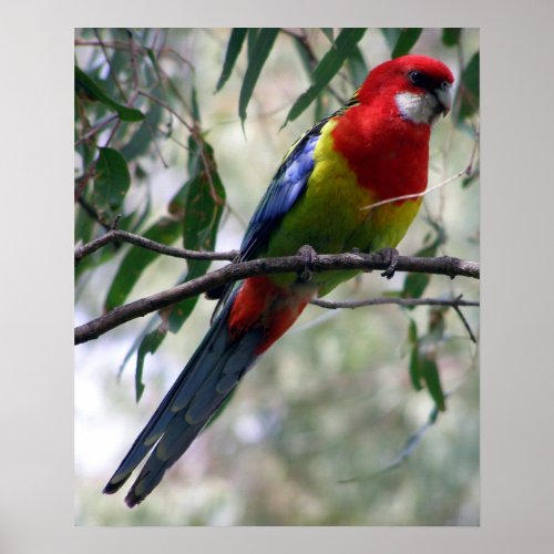 Eastern Rosella Poster