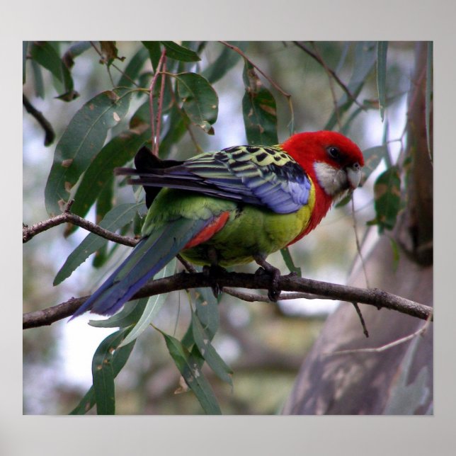Eastern Rosella Poster (Front)