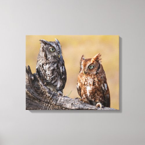 Eastern Screech Ow Roosting in Tree Canvas Print