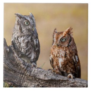 Eastern Screech Ow Roosting in Tree Ceramic Tile