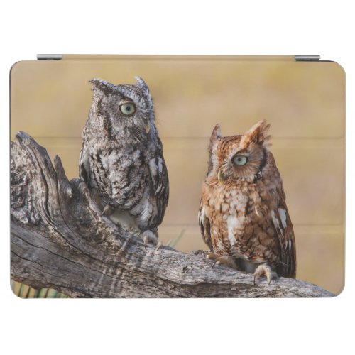 Eastern Screech Ow Roosting in Tree iPad Air Cover