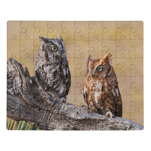 Eastern Screech Ow Roosting in Tree Jigsaw Puzzle