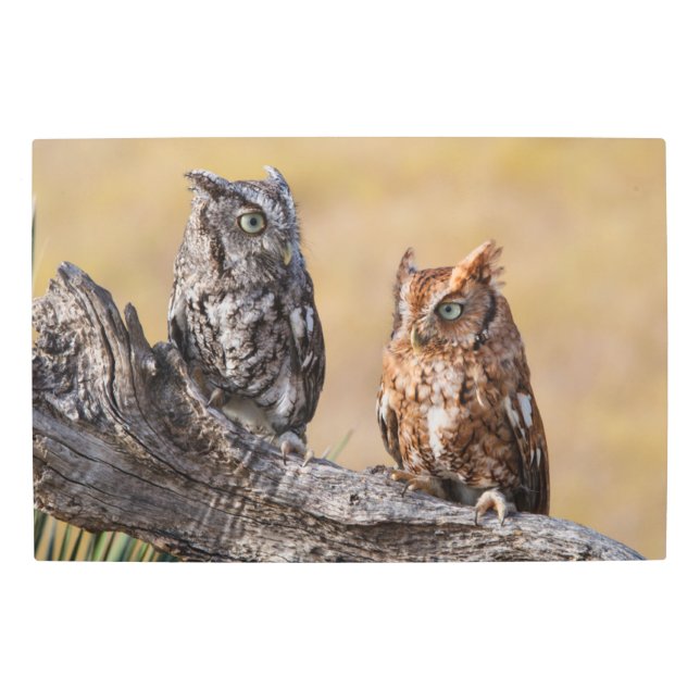 Eastern Screech Ow Roosting in Tree Metal Print (Front)