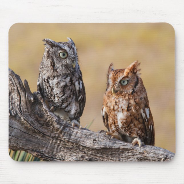 Eastern Screech Ow Roosting in Tree Mouse Pad (Front)