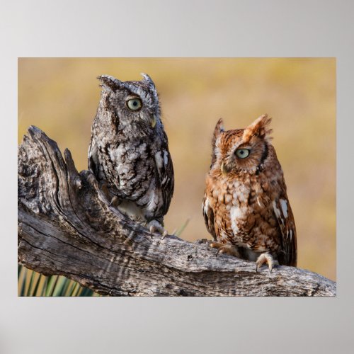 Eastern Screech Ow Roosting in Tree Poster