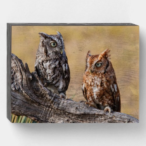 Eastern Screech Ow Roosting in Tree Wooden Box Sign