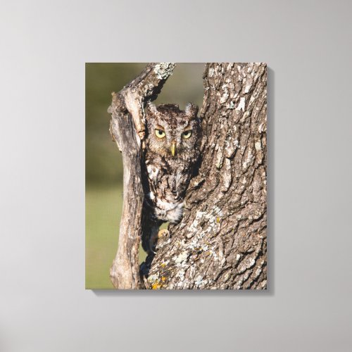 Eastern Screech Owl Canvas Print