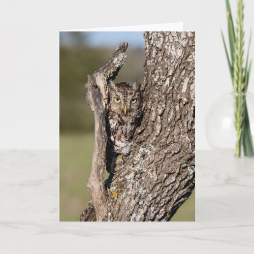 Eastern Screech Owl Card