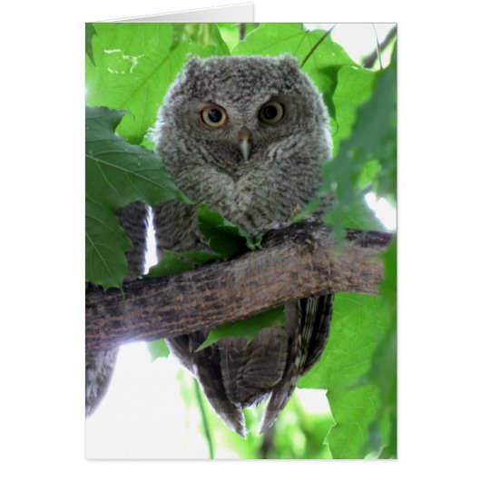 Eastern Screech Owl Cards (Front)