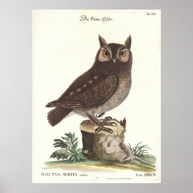 Eastern Screech Owl Catesby Seligman Reproduction Poster (Front)