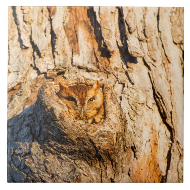 Eastern Screech-Owl Ceramic Tile (Front)