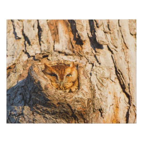 Eastern Screech_Owl Faux Canvas Print