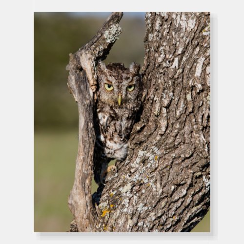 Eastern Screech Owl Foam Board