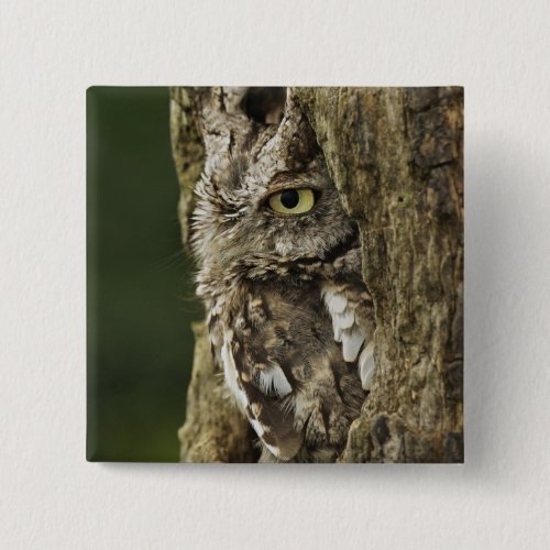 Eastern Screech Owl Gray Phase Otus asio Button