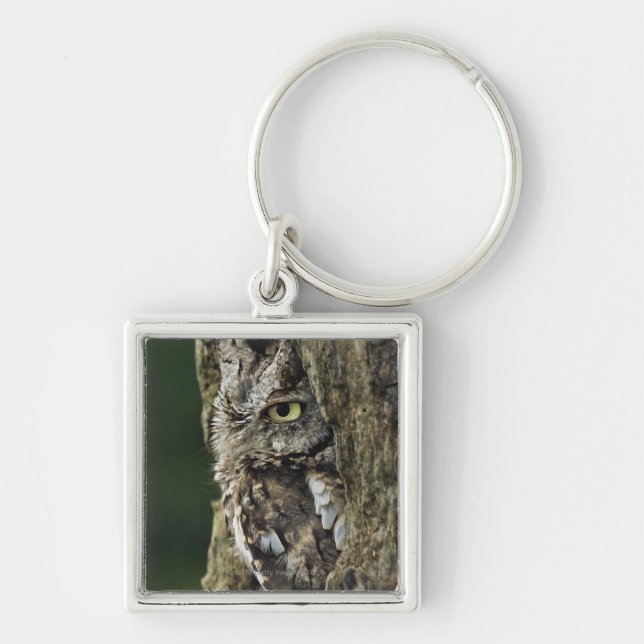 Eastern Screech Owl (Gray Phase) Otus asio Keychain (Front)