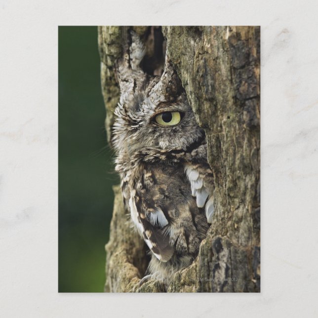 Eastern Screech Owl (Gray Phase) Otus asio Postcard (Front)