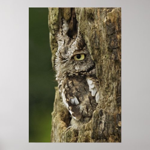 Eastern Screech Owl Gray Phase Otus asio Poster