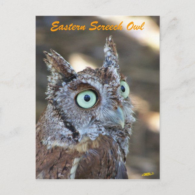 Eastern Screech Owl II Postcard (Front)
