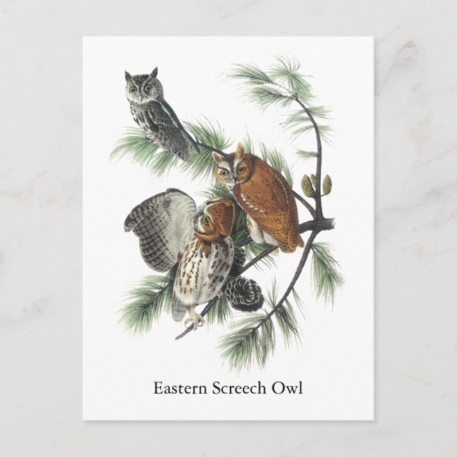Eastern Screech Owl, John Audubon Postcard (Front)