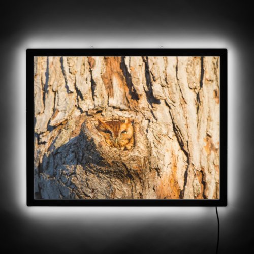 Eastern Screech_Owl LED Sign