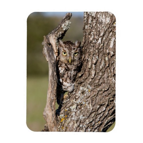 Eastern Screech Owl Magnet
