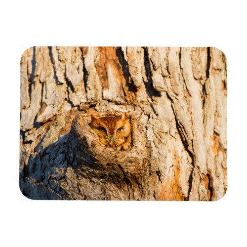 Eastern Screech_Owl Magnet