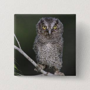 Eastern Screech-Owl, Megascops asio, Otus 2 Button