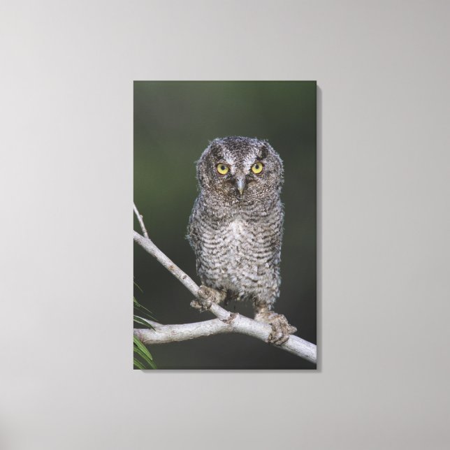 Eastern Screech-Owl, Megascops asio, Otus 2 Canvas Print (Front)