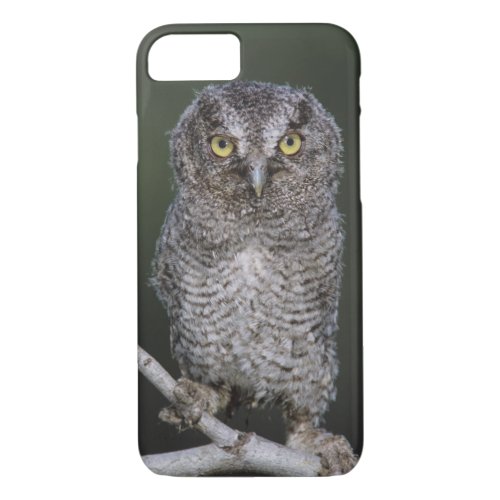 Eastern Screech_Owl Megascops asio Otus 2 iPhone 87 Case