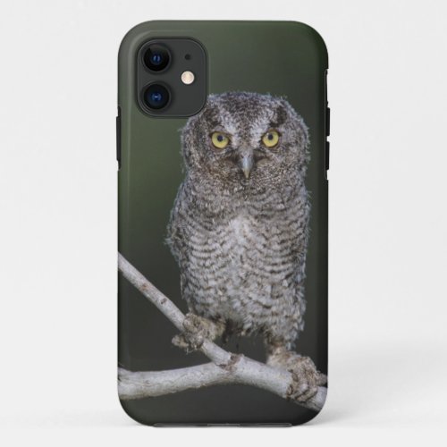 Eastern Screech_Owl Megascops asio Otus 2 iPhone 11 Case