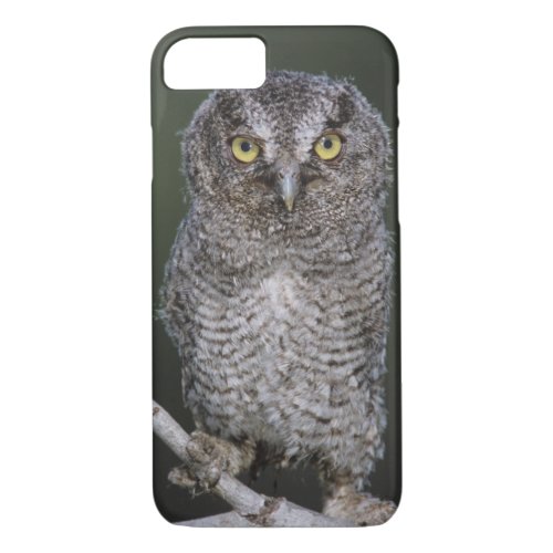 Eastern Screech_Owl Megascops asio Otus 2 iPhone 87 Case