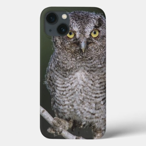 Eastern Screech_Owl Megascops asio Otus 2 iPhone 13 Case