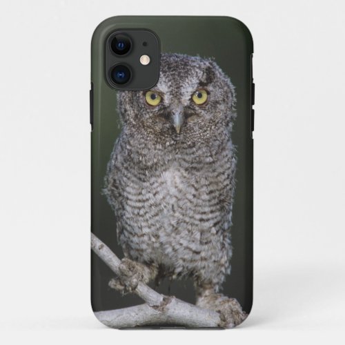 Eastern Screech_Owl Megascops asio Otus 2 iPhone 11 Case