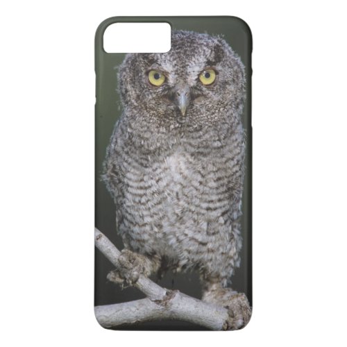 Eastern Screech_Owl Megascops asio Otus 2 iPhone 8 Plus7 Plus Case