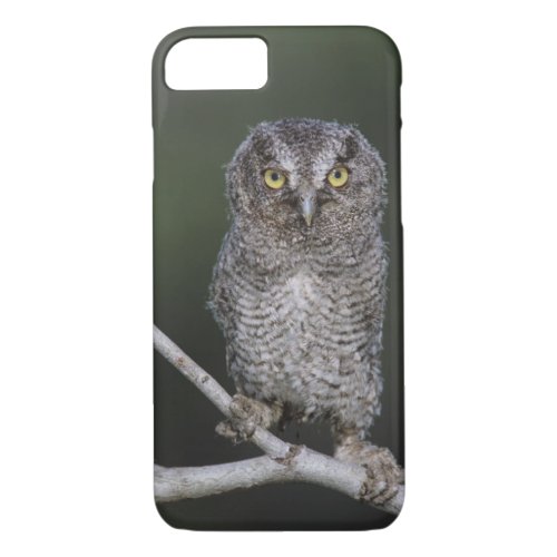 Eastern Screech_Owl Megascops asio Otus 2 iPhone 87 Case