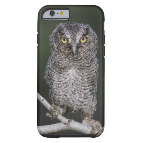 Eastern Screech_Owl Megascops asio Otus 2 Tough iPhone 6 Case