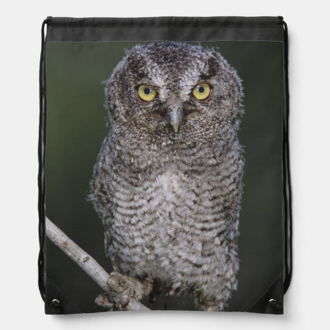 Eastern Screech-Owl, Megascops asio, Otus 2 Drawstring Bag (Front)