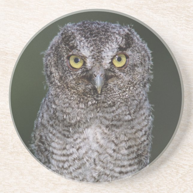 Eastern Screech-Owl, Megascops asio, Otus 2 Drink Coaster (Front)