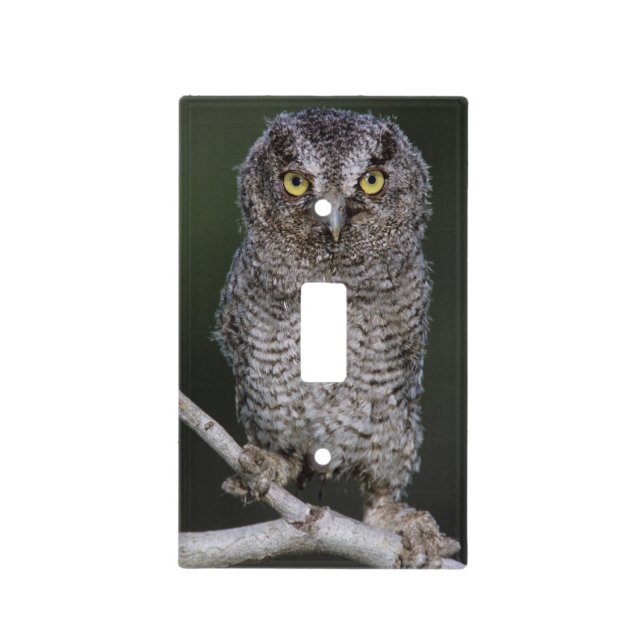 Eastern Screech-Owl, Megascops asio, Otus 2 Light Switch Cover (Front)