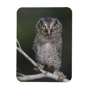 Eastern Screech-Owl, Megascops asio, Otus 2 Magnet