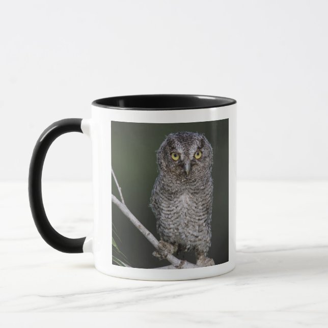 Eastern Screech-Owl, Megascops asio, Otus 2 Mug (Left)