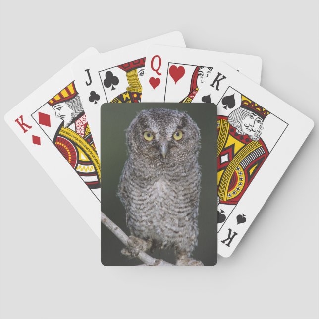 Eastern Screech-Owl, Megascops asio, Otus 2 Poker Cards (Back)