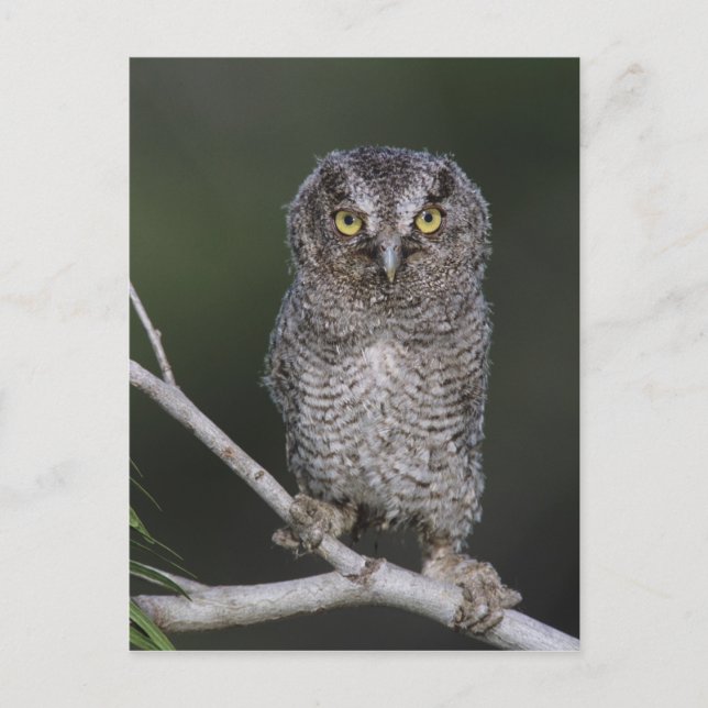 Eastern Screech-Owl, Megascops asio, Otus 2 Postcard (Front)