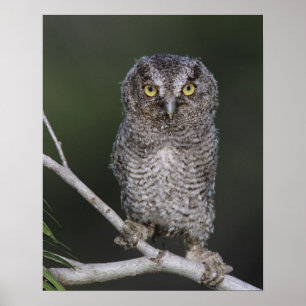 Eastern Screech-Owl, Megascops asio, Otus 2 Poster