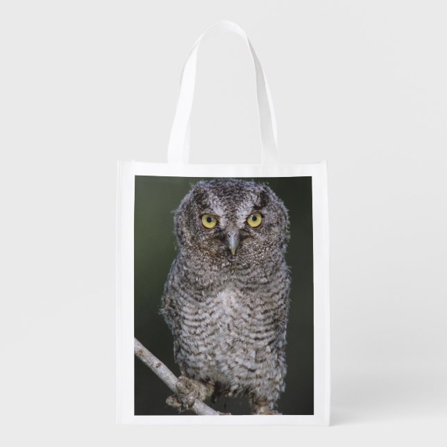 Eastern Screech-Owl, Megascops asio, Otus 2 Reusable Grocery Bag (Front)