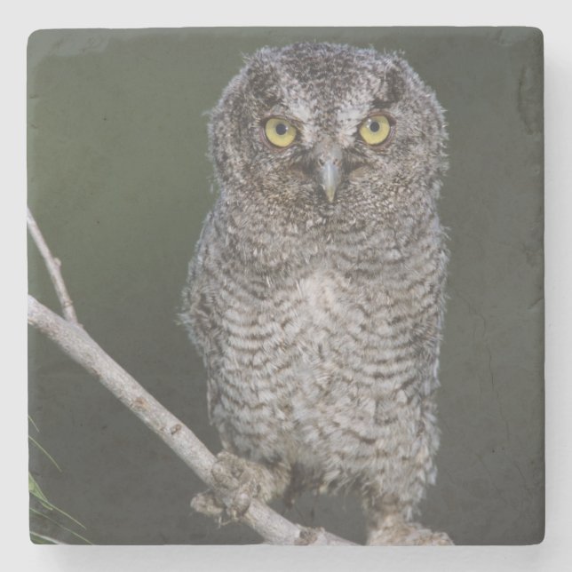 Eastern Screech-Owl, Megascops asio, Otus 2 Stone Coaster (Front)