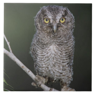 Eastern Screech-Owl, Megascops asio, Otus 2 Tile