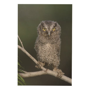 Eastern Screech-Owl, Megascops asio, Otus 2 Wood Wall Art