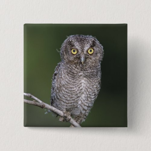 Eastern Screech_Owl Megascops asio Otus Button