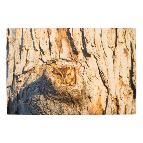 Eastern Screech_Owl Metal Print